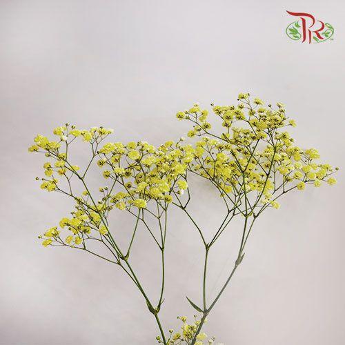 F'Sani Baby's Breath Dyed - Yellow (10 Stems)-Yellow-Ecd-prflorist.com.my