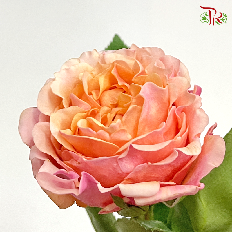 F'tina Rose - Mayra Peach (12 Stems)-Peach-Ecd-prflorist.com.my