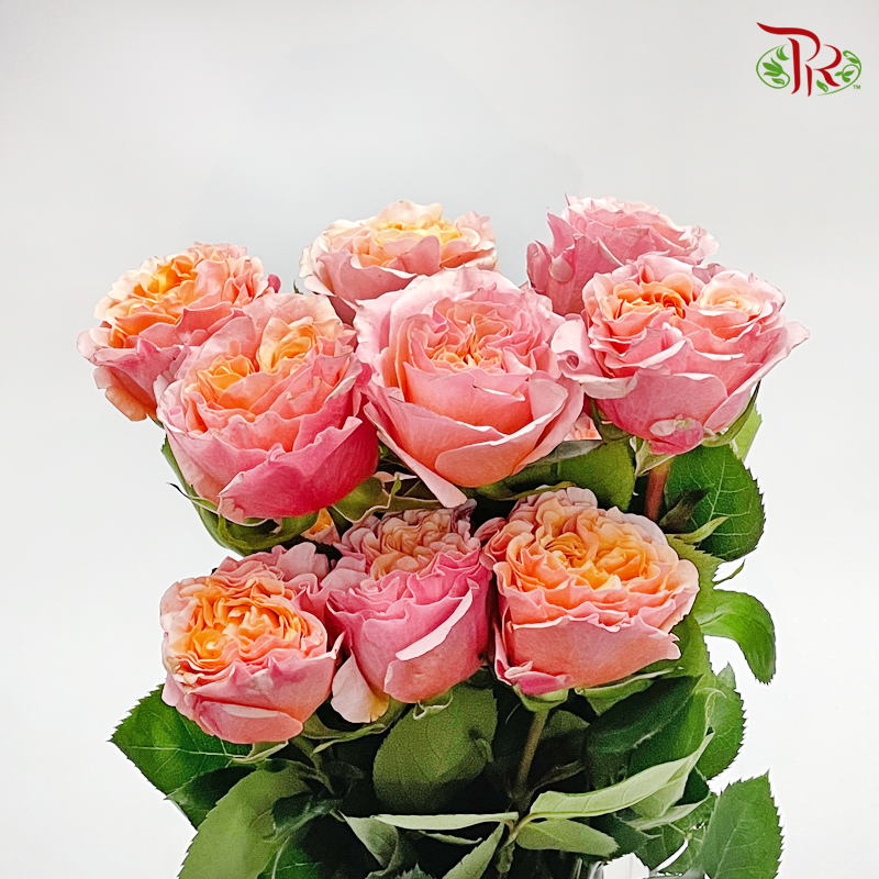 F'tina Rose - Mayra Peach (12 Stems)-Peach-Ecd-prflorist.com.my