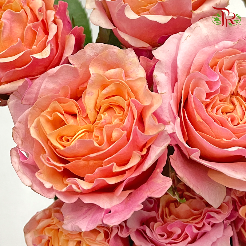 F'tina Rose - Mayra Peach (12 Stems)-Peach-Ecd-prflorist.com.my