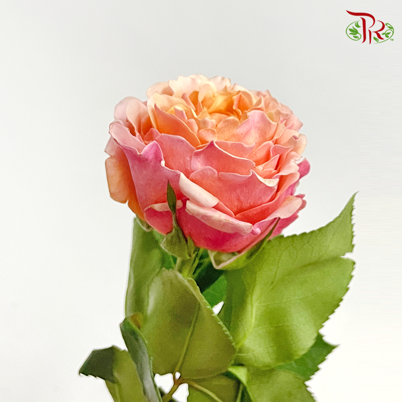 F'tina Rose - Mayra Peach (12 Stems)-Peach-Ecd-prflorist.com.my