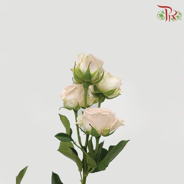 F'tina Rose Spray - Fibonaci Green Pink (10 Stems)-Ecd-prflorist.com.my
