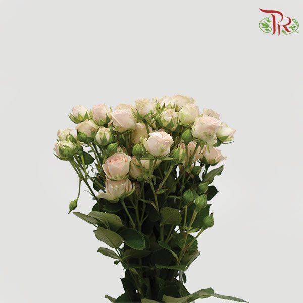 F'tina Rose Spray - Fibonaci Green Pink (10 Stems)-Ecd-prflorist.com.my