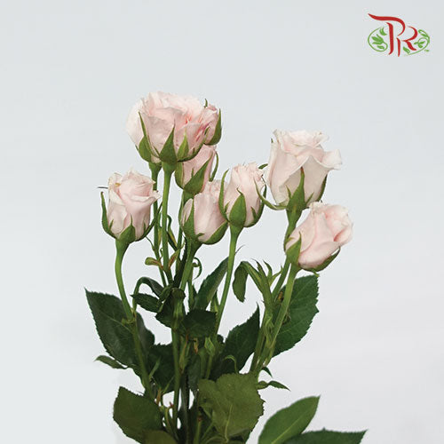 F'tina Rose Spray Scented - Pink (10 Stems)-Pink-Ecd-prflorist.com.my