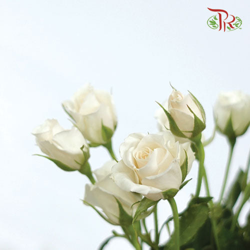 F'tina Rose Spray Scented - White (10 Stems)-White-Ecd-prflorist.com.my