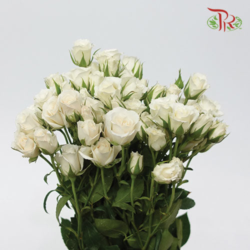 F'tina Rose Spray Scented - White (10 Stems)-White-Ecd-prflorist.com.my