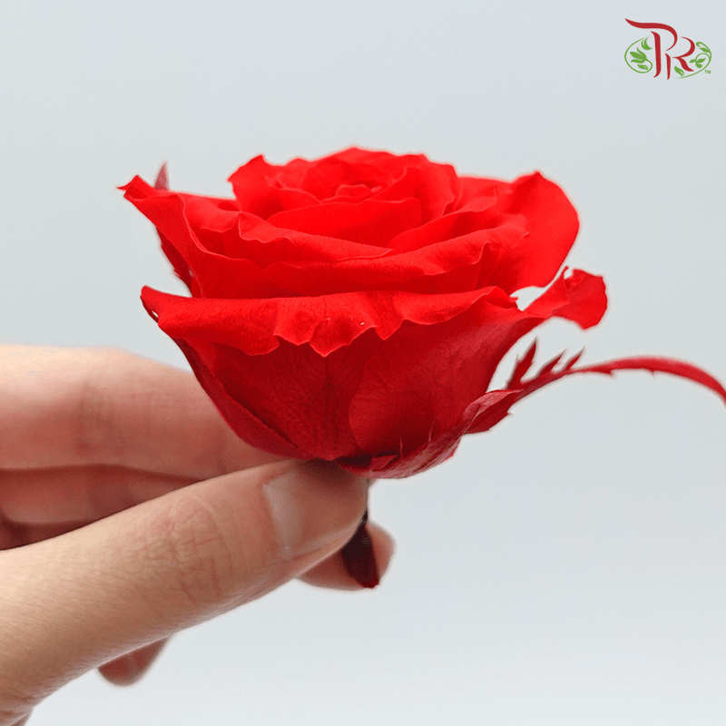 Full Bloom Rose M Preservative ( 0521-2-471 )-Red-Japan-prflorist.com.my