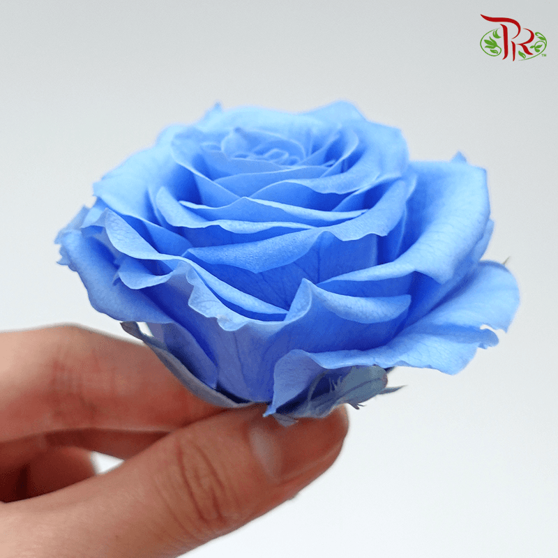 Full Bloom Rose M Preservative - Blue ( 0521-2-651 )-Blue-Japan-prflorist.com.my