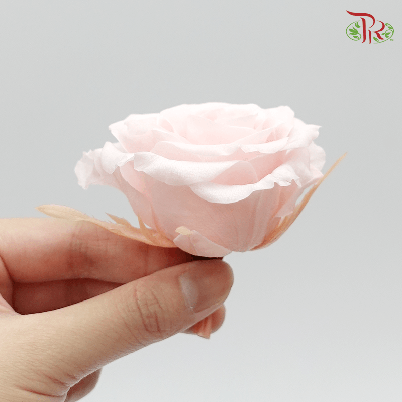 Preserved Full Bloom Rose M