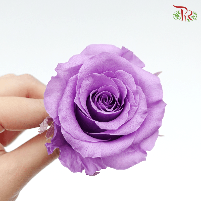 Full Bloom Rose M Preservative - Purple ( 0521-2-411 )-Purple-Japan-prflorist.com.my