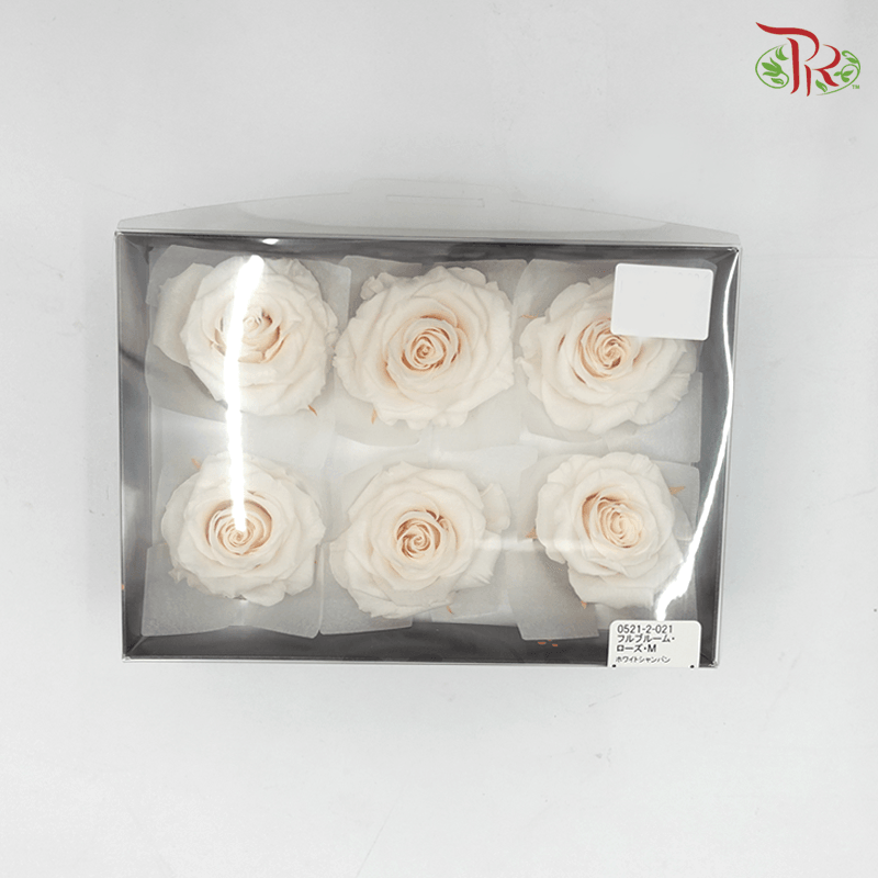 Preserved Full Bloom Rose M