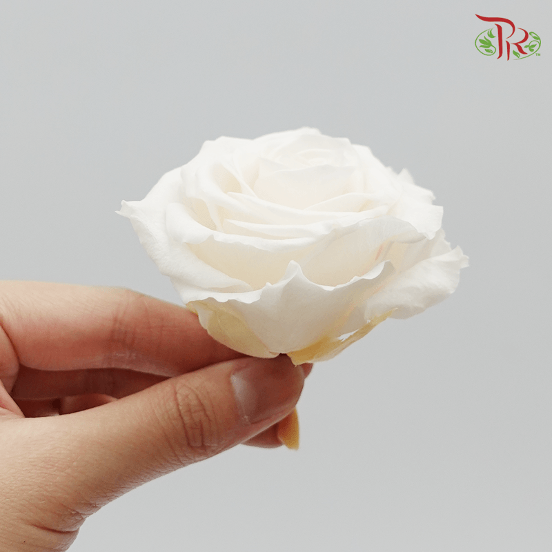 Preserved Full Bloom Rose M