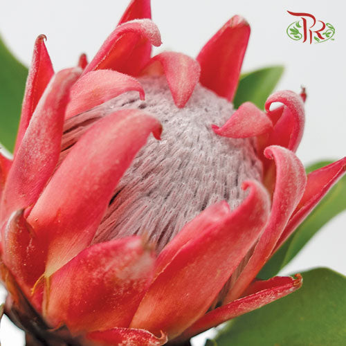 Protea Red Rex - (Per Stem) - Pudu Ria Florist