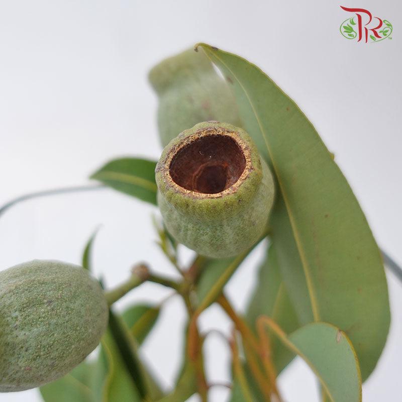 Eucalyptus Ficifolia Bellgum - (5 Stems) - Pudu Ria Florist