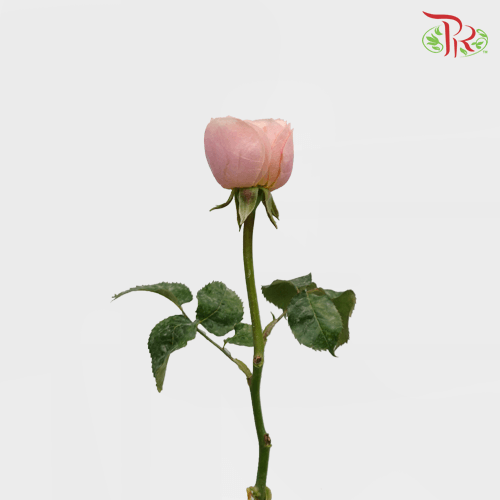 Garden Rose Butterfly - (20 Stems)-Pink-Malaysia-prflorist.com.my