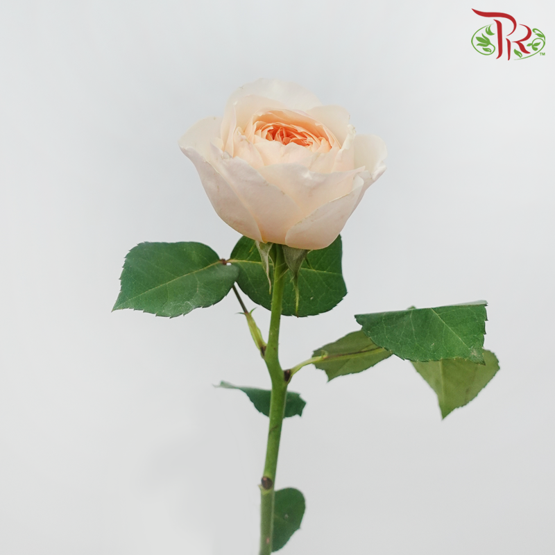 Garden Rose David Austin - Juliet (12 Stems)-Juliet-Kenya-prflorist.com.my