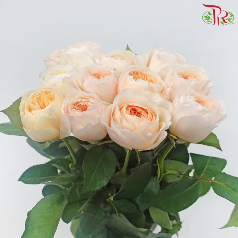 Garden Rose David Austin - Juliet (12 Stems)-Juliet-Kenya-prflorist.com.my