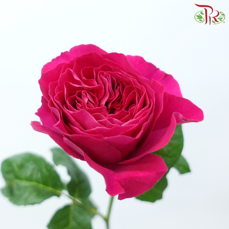 Garden Rose David Austin - Kate (12 Stems)-Kate-Kenya-prflorist.com.my