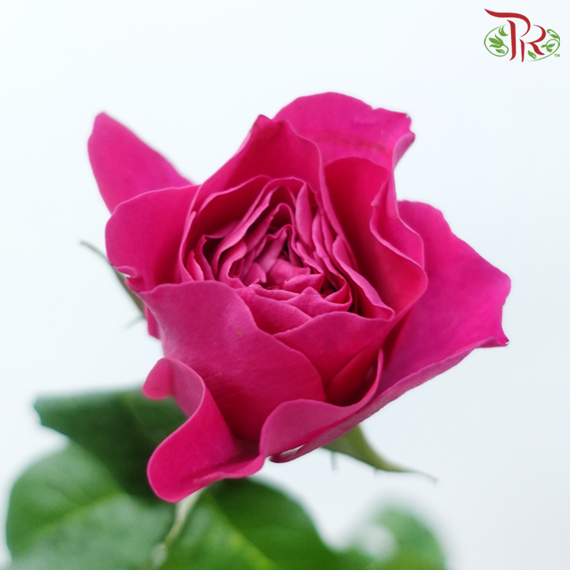 Garden Rose David Austin - Kate (12 Stems)-Kate-Kenya-prflorist.com.my