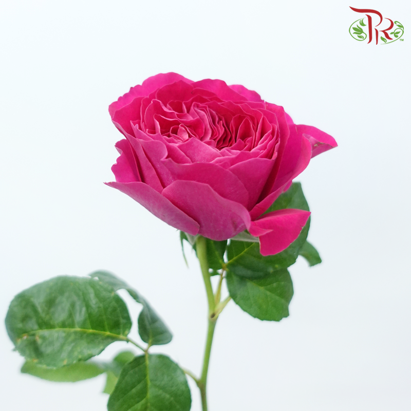 Garden Rose David Austin - Kate (12 Stems)-Kate-Kenya-prflorist.com.my