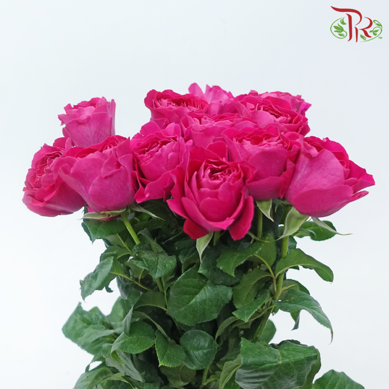 Garden Rose David Austin - Kate (12 Stems)-Kate-Kenya-prflorist.com.my