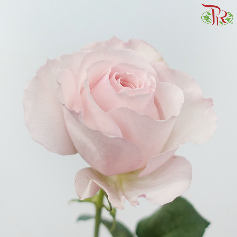 Garden Rose David Austin - Keira (12 Stems)-Keira-Kenya-prflorist.com.my
