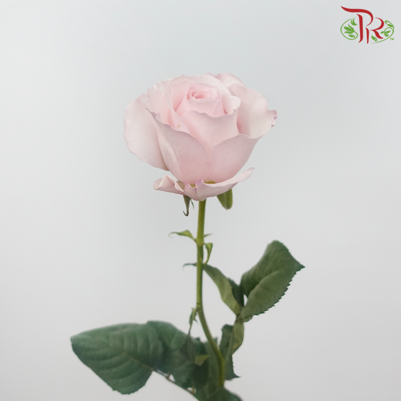 Garden Rose David Austin - Keira (12 Stems)-Keira-Kenya-prflorist.com.my