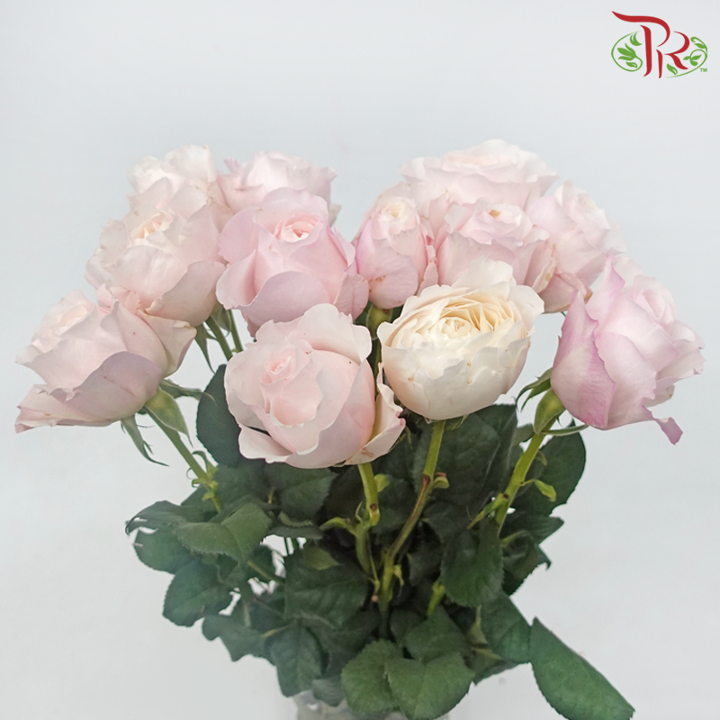 Garden Rose David Austin - Keira (12 Stems)-Keira-Kenya-prflorist.com.my