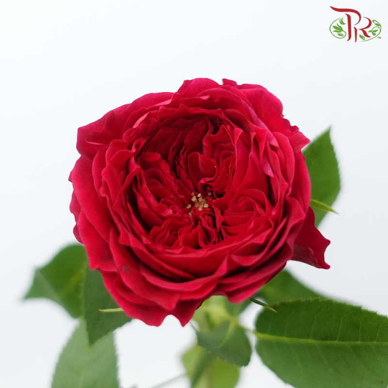 Garden Rose David Austin - Tess (12 Stems)-Red-Kenya-prflorist.com.my
