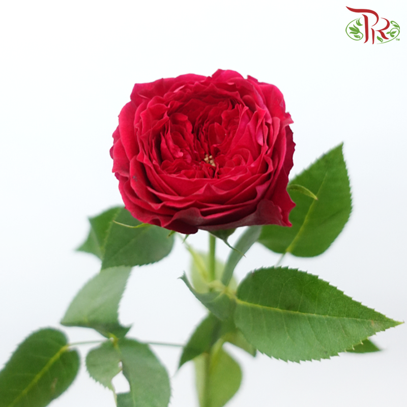 Garden Rose David Austin - Tess (12 Stems)-Red-Kenya-prflorist.com.my