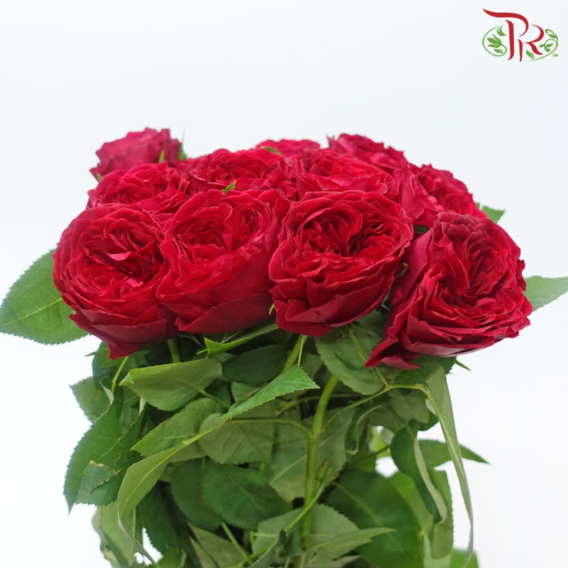 Garden Rose David Austin - Tess (12 Stems)-Red-Kenya-prflorist.com.my