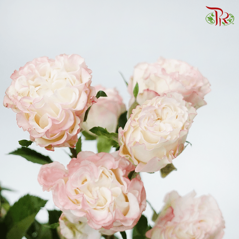Garden Rose Spray - Charming Flow (10 Stems)-Pink-Kenya-prflorist.com.my