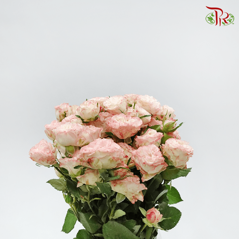 Garden Rose Spray - Charming Flow (10 Stems)-Pink-Kenya-prflorist.com.my