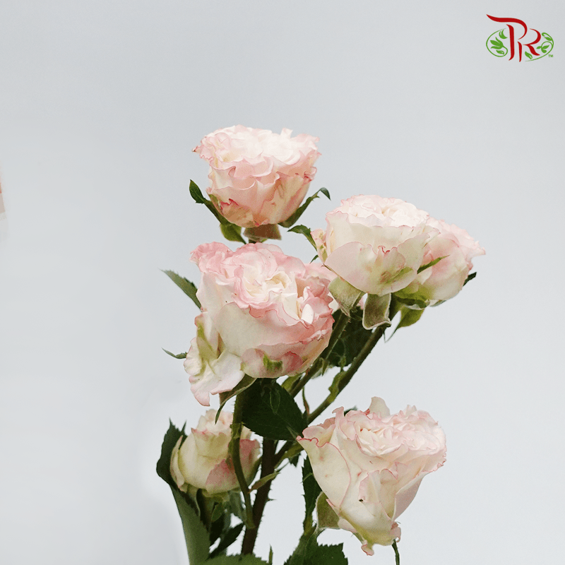 Garden Rose Spray - Charming Flow (10 Stems)-Pink-Kenya-prflorist.com.my