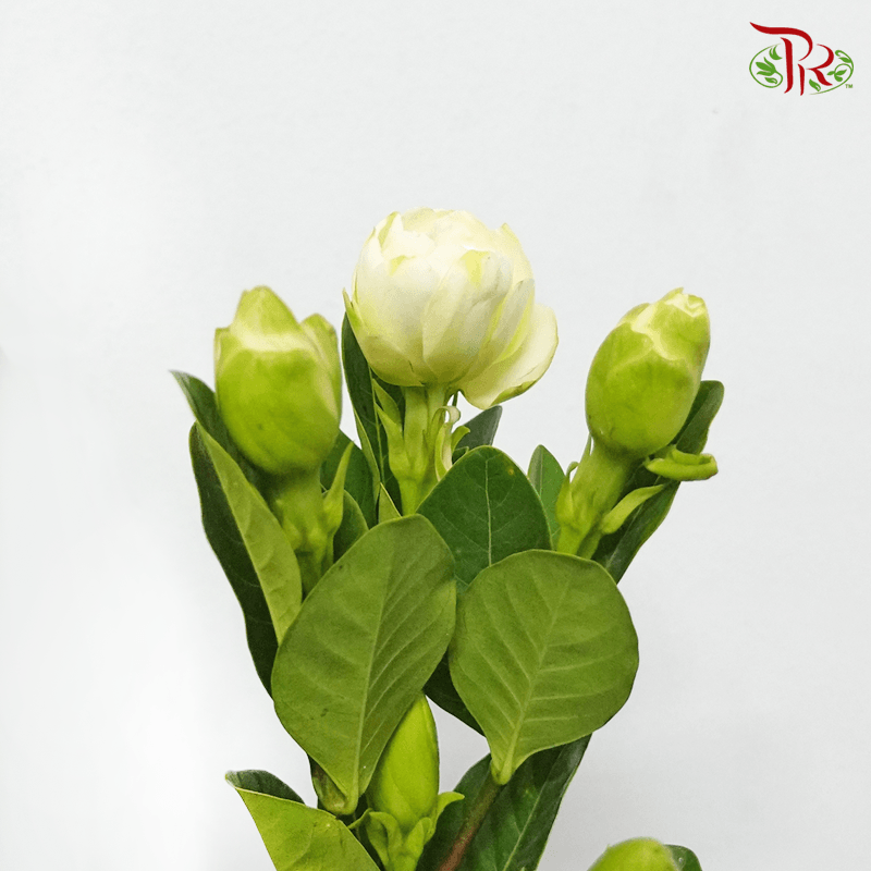 Gardenia - White (Per Bunch)-White-China-prflorist.com.my