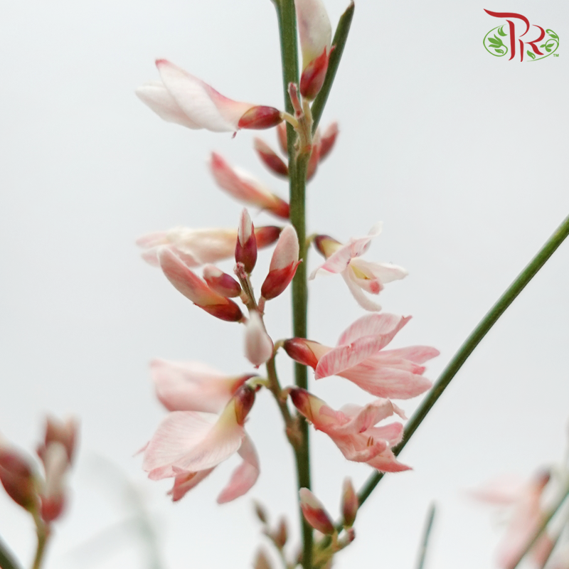 Genista - Peach (Per Bunch)-Dyed Pink-Import-prflorist.com.my