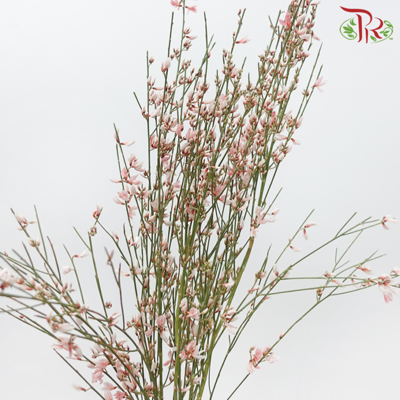 Genista - Peach (Per Bunch)-Dyed Pink-Import-prflorist.com.my