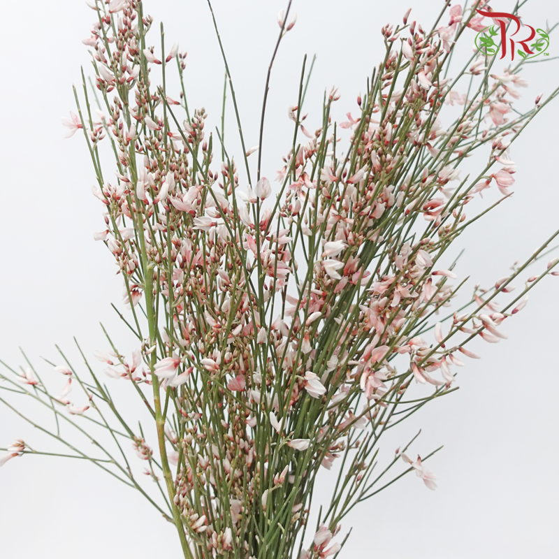 Genista - Peach (Per Bunch)-Dyed Pink-Import-prflorist.com.my