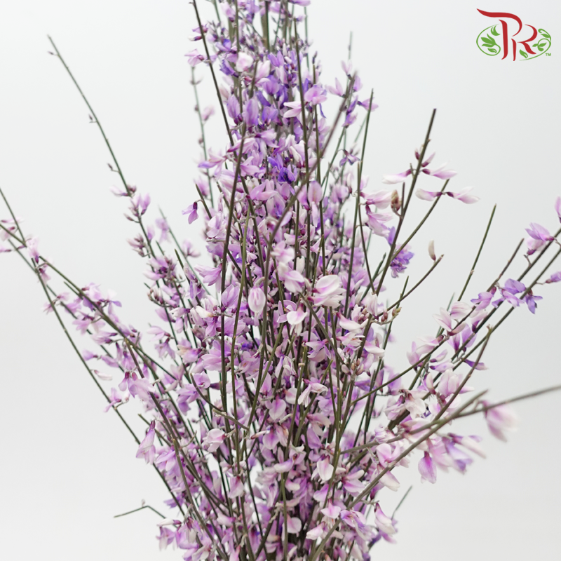 Genista - Purple (Per Bunch)-Dyed Purple-Import-prflorist.com.my