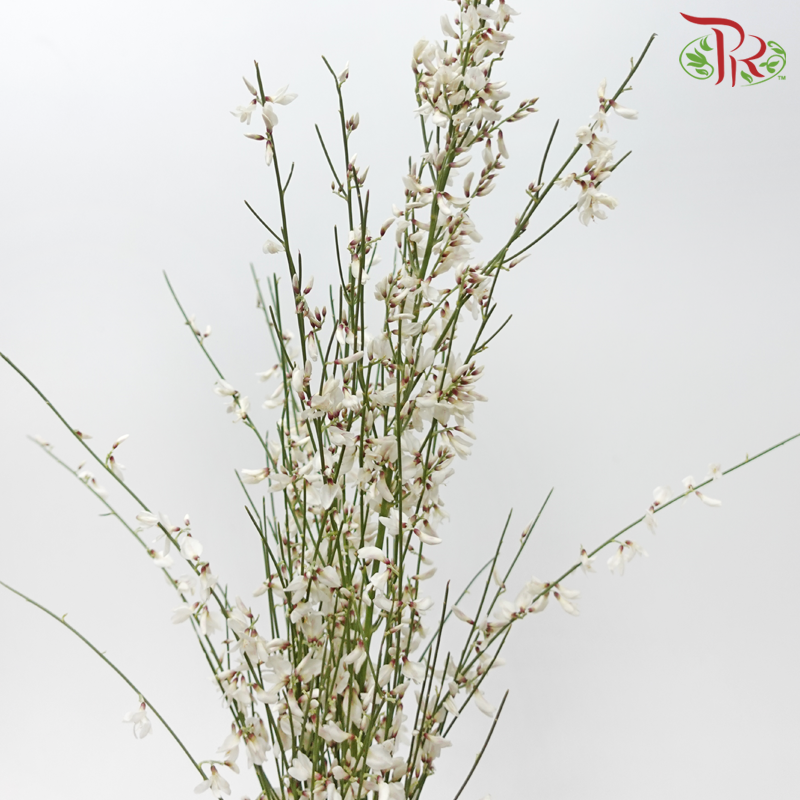 Genista - White (Per Bunch)-White-Import-prflorist.com.my