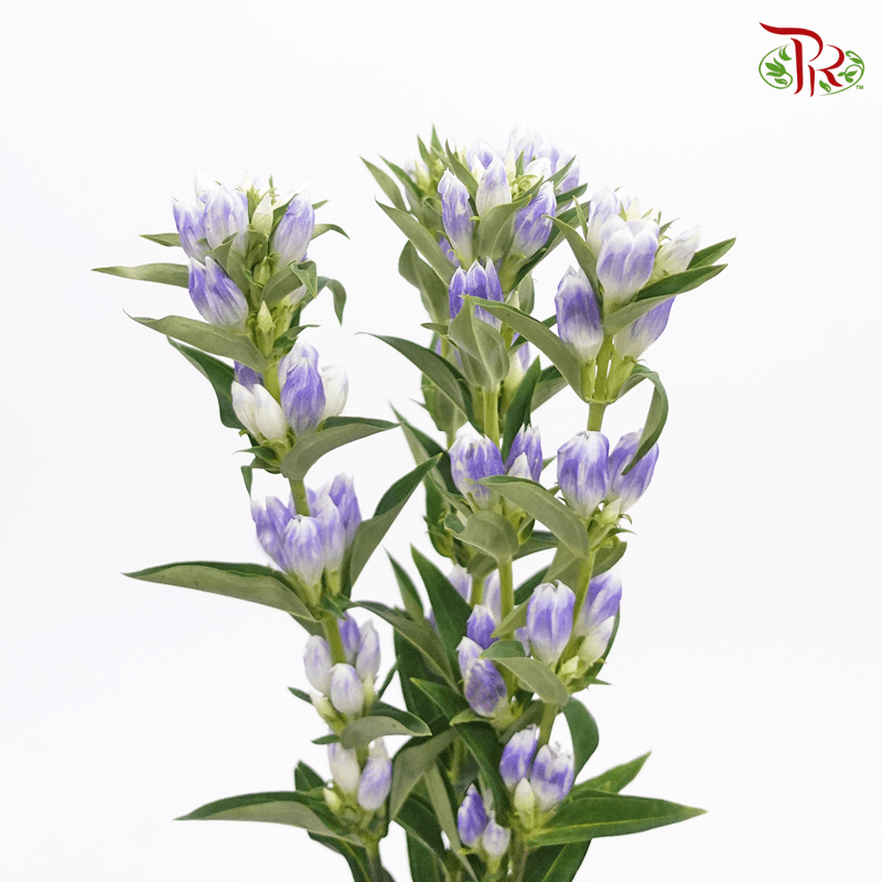 Gentiana - 2 Tone Purple (5 Stems)-Netherland-prflorist.com.my