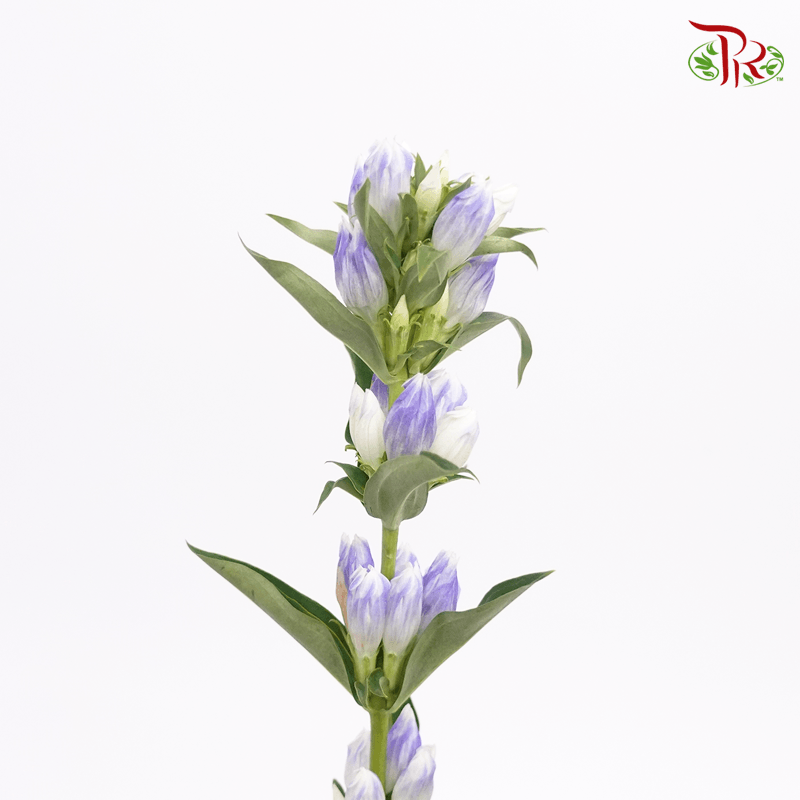 Gentiana - 2 Tone Purple (5 Stems)-Netherland-prflorist.com.my