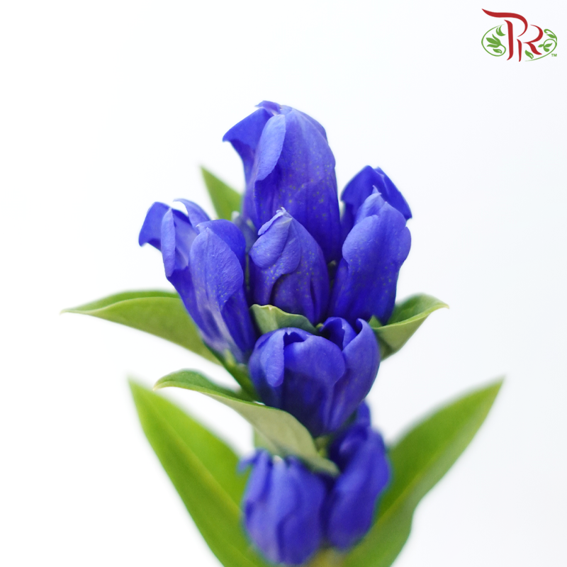 Gentiana - Blue (5 Stems)-Blue-Japan-prflorist.com.my