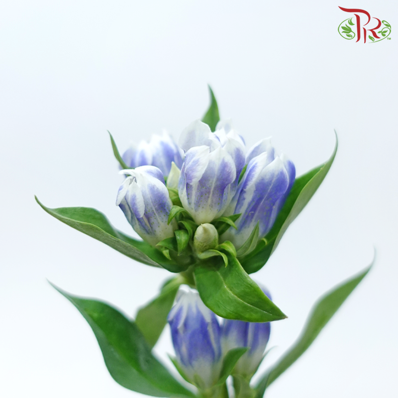 Gentiana - Blue With White Outer Line (5 Stems)-Blue With White Outer Line-Japan-prflorist.com.my