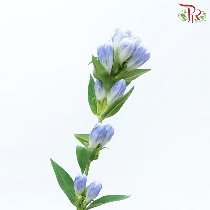 Gentiana - Blue With White Outer Line (5 Stems)-Blue With White Outer Line-Japan-prflorist.com.my