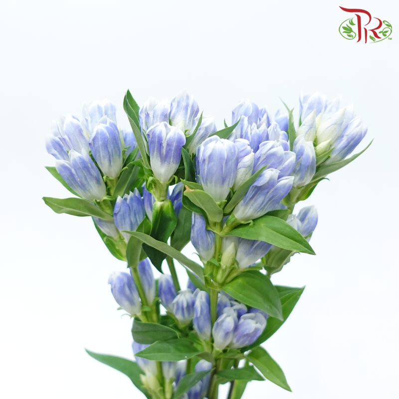 Gentiana - Blue With White Outer Line (5 Stems)-Blue With White Outer Line-Japan-prflorist.com.my