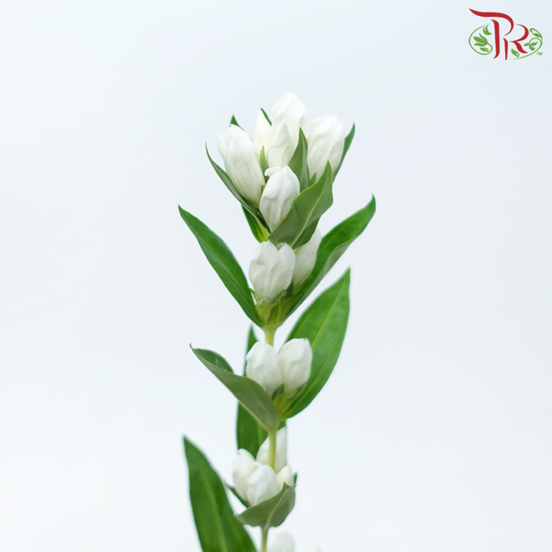 Gentiana - White (5 Stems)-White-Japan-prflorist.com.my