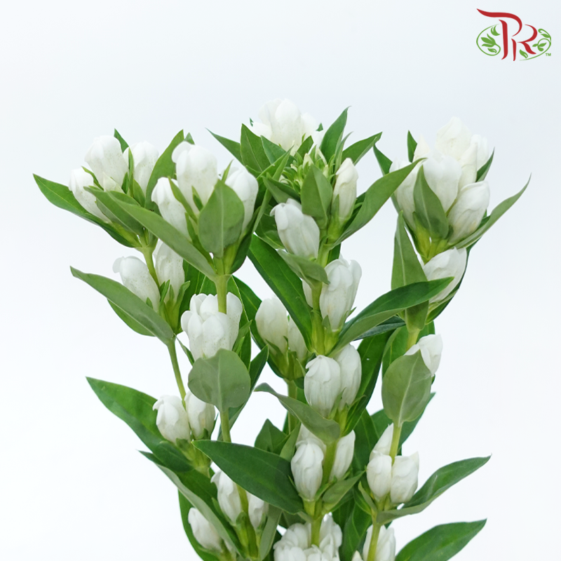 Gentiana - White (5 Stems)-White-Japan-prflorist.com.my