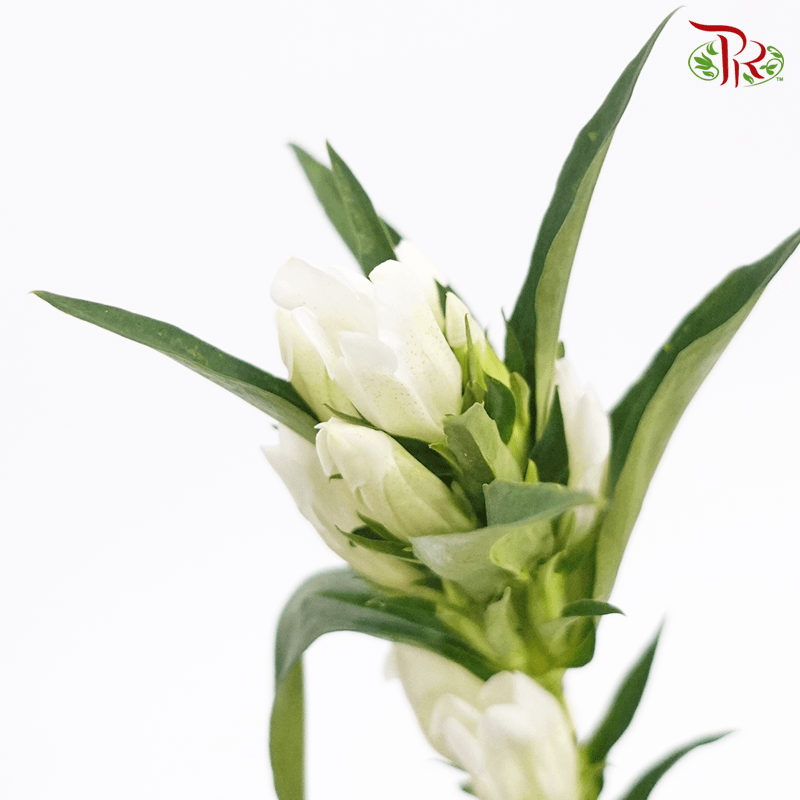 Gentiana - White (5 Stems)-White-Netherland-prflorist.com.my