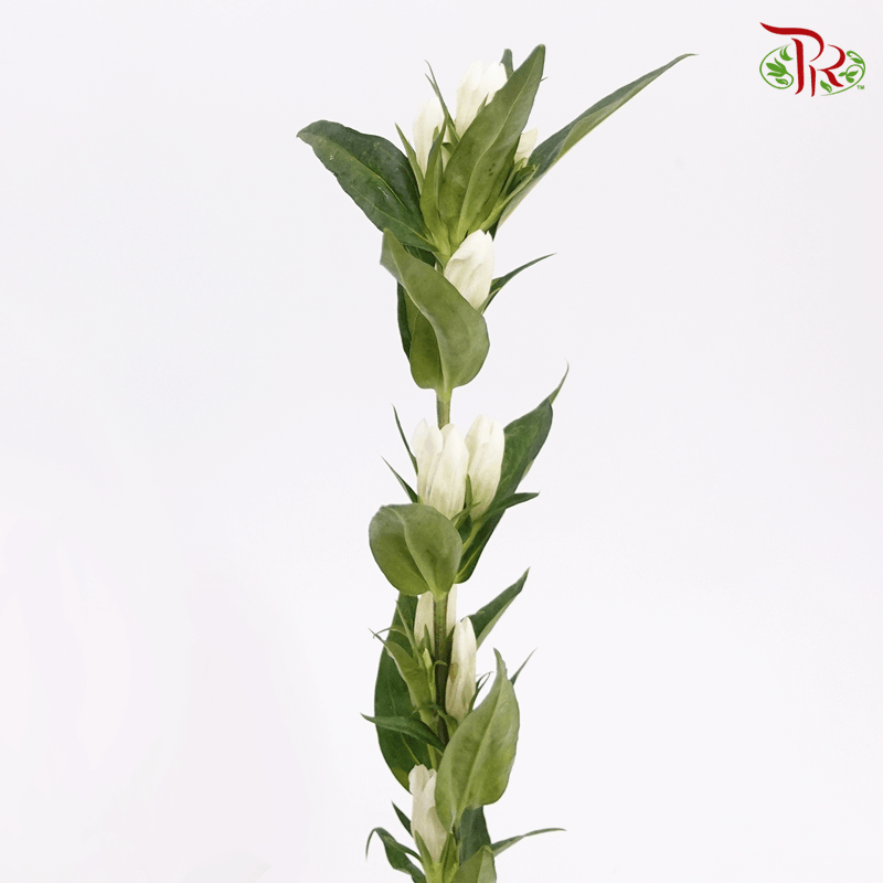 Gentiana - White (5 Stems)-White-Netherland-prflorist.com.my